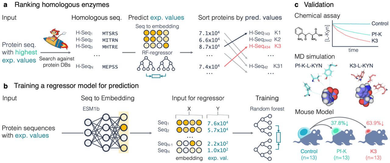 Discovery of Highly Active Kynureninases for Cancer Immunotherapy through Protein Language Model